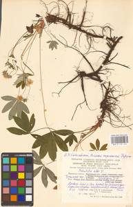 Potentilla alba L., Eastern Europe, Central region (E4) (Russia)