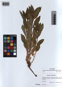 KUZ 004 138, Saponaria officinalis L., Siberia, Altai & Sayany Mountains (S2) (Russia)