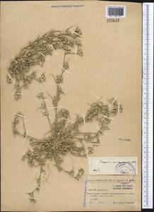 Sporobolus aculeatus (L.) P.M.Peterson, Middle Asia, Northern & Central Tian Shan (M4) (Kazakhstan)