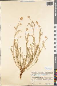 Astragalus onobrychis L., Eastern Europe, North Ukrainian region (E11) (Ukraine)