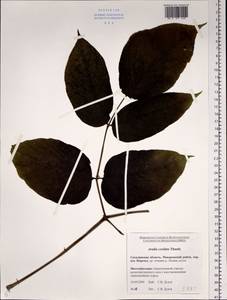 Aralia cordata Thunb., Siberia, Russian Far East (S6) (Russia)