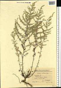 Artemisia armeniaca Lam., Eastern Europe, Central region (E4) (Russia)