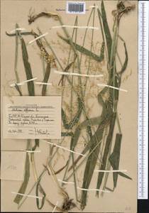 Milium effusum L., Middle Asia, Western Tian Shan & Karatau (M3) (Uzbekistan)