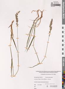 Arctagrostis arundinacea (Trin.) Beal, Siberia, Chukotka & Kamchatka (S7) (Russia)