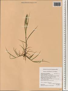 Setaria verticillata (L.) P.Beauv., South Asia, South Asia (Asia outside ex-Soviet states and Mongolia) (ASIA) (Cyprus)