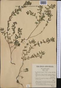 Clinopodium mixtum (Ausserd. ex Heinr.Braun & Sennholz) Starm., Western Europe (EUR) (Italy)