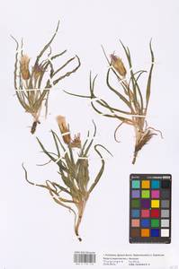 Tragopogon ruber S. G. Gmel., Eastern Europe, Lower Volga region (E9) (Russia)