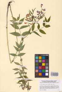 Lathyrus vernus (L.) Bernh., Eastern Europe, Central region (E4) (Russia)