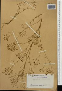 Gypsophila elegans M. Bieb., Caucasus, Armenia (K5) (Armenia)