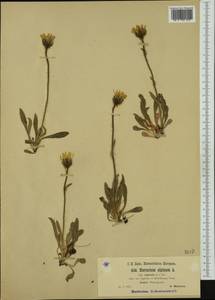 Hieracium alpinum L., Western Europe (EUR) (Czech Republic)