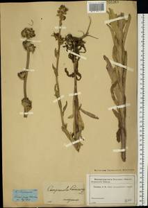 Campanula cervicaria L., Eastern Europe, Moscow region (E4a) (Russia)