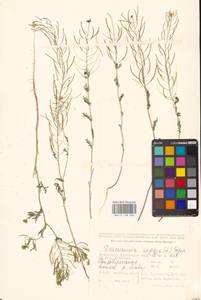 Descurainia sophia (L.) Webb ex Prantl, Middle Asia, Caspian Ustyurt & Northern Aralia (M8) (Kazakhstan)
