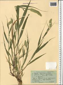 Setaria viridis (L.) P.Beauv., Eastern Europe, Middle Volga region (E8) (Russia)