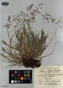 Poa supina Schrad., Siberia, Altai & Sayany Mountains (S2) (Russia)