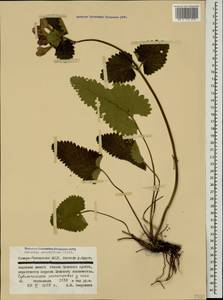 Betonica macrantha K.Koch, Caucasus, North Ossetia, Ingushetia & Chechnya (K1c) (Russia)