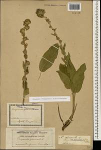 Campanula glomerata subsp. oblongifolia (Kharadze) Fed., Caucasus, Georgia (K4) (Georgia)