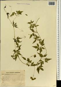 Cardiospermum halicacabum L., South Asia, South Asia (Asia outside ex-Soviet states and Mongolia) (ASIA) (India)