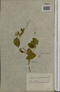Lathyrus oleraceus Lam., Eastern Europe, Moscow region (E4a) (Russia)