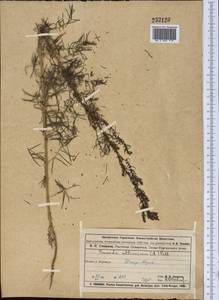 Suaeda altissima (L.) Pall., Middle Asia, Muyunkumy, Balkhash & Betpak-Dala (M9) (Kazakhstan)