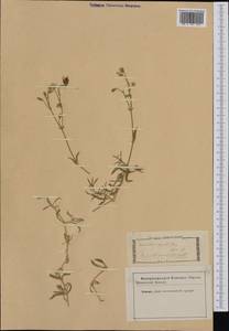 Cerastium tomentosum L., Western Europe (EUR) (Italy)