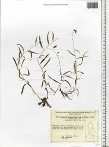 Campanula rotundifolia L., Siberia, Russian Far East (S6) (Russia)