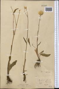 Klasea cardunculus (Pall.) Holub, Middle Asia, Northern & Central Kazakhstan (M10) (Kazakhstan)