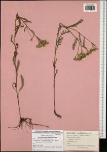 Achillea millefolium L., Eastern Europe, Central region (E4) (Russia)