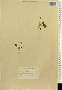 Viola tokubuchiana Makino, Siberia, Chukotka & Kamchatka (S7) (Russia)