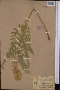 Sophora alopecuroides L., Middle Asia, Northern & Central Kazakhstan (M10) (Kazakhstan)