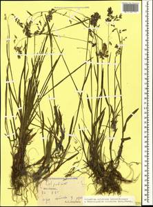 Paracolpodium colchicum (Albov) Tzvelev, Caucasus, South Ossetia (K4b) (South Ossetia)