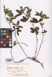 Trifolium medium L., Eastern Europe, Eastern region (E10) (Russia)