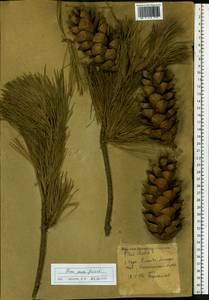 Pinus strobus L., Eastern Europe, North-Western region (E2) (Russia)