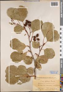 Alnus glutinosa (L.) Gaertn., Eastern Europe, Central forest-and-steppe region (E6) (Russia)