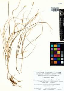 Carex iljinii V.I.Krecz., Siberia, Baikal & Transbaikal region (S4) (Russia)