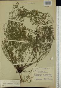 Lotus corniculatus L., Eastern Europe, North-Western region (E2) (Russia)