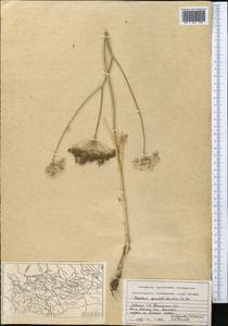 Oedibasis apiculata (Kar. & Kir.) Koso-Pol., Middle Asia, Western Tian Shan & Karatau (M3) (Uzbekistan)