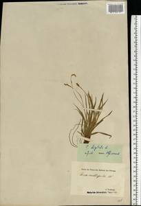 Carex digitata L., Eastern Europe, Estonia (E2c) (Estonia)