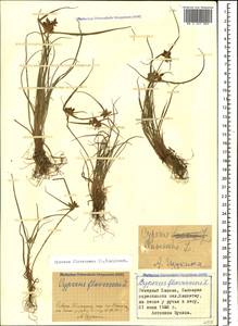 Cyperus flavescens L., Caucasus, Stavropol Krai, Karachay-Cherkessia & Kabardino-Balkaria (K1b) (Russia)