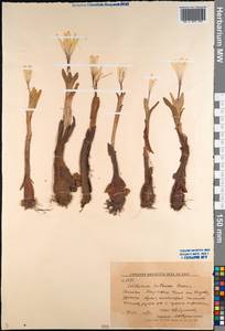 Colchicum luteum Baker, Middle Asia, Western Tian Shan & Karatau (M3) (Kyrgyzstan)