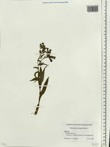 Pulmonaria angustifolia L., Eastern Europe, Moscow region (E4a) (Russia)