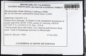 Dicranoweisia cirrata (Hedw.) Lindb. ex Milde, Bryophytes, Bryophytes - America (BAm) (United States)