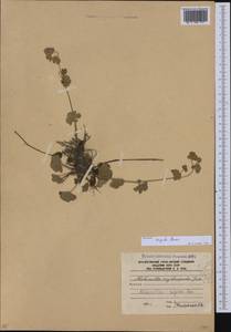 Alchemilla sericata Rchb., Caucasus, South Ossetia (K4b) (South Ossetia)