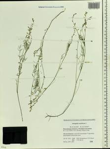 Astragalus austriacus Jacq., Eastern Europe, Rostov Oblast (E12a) (Russia)
