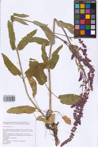 Salvia nemorosa L., Eastern Europe, Lower Volga region (E9) (Russia)