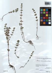 Clinopodium acinos (L.) Kuntze, Siberia, Altai & Sayany Mountains (S2) (Russia)