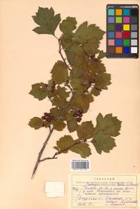 Crataegus dahurica (Dieck) Koehne, Siberia, Russian Far East (S6) (Russia)