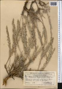 Artemisia pycnorrhiza Ledeb., Middle Asia, Western Tian Shan & Karatau (M3) (Kazakhstan)