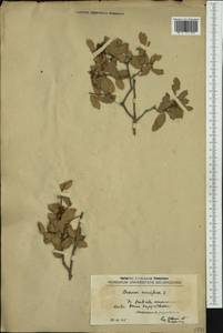 Quercus coccifera L., Western Europe (EUR) (North Macedonia)