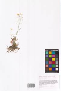 Rorippa brachycarpa (C.A.Mey.) Hayek, Eastern Europe, Lower Volga region (E9) (Russia)