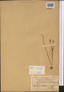 Gagea liotardii (Sternb.) Schult. & Schult.f., Middle Asia, Western Tian Shan & Karatau (M3) (Kazakhstan)